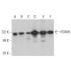western blotting image from recommended FOXM1 (G-5) monoclonal antibody replacement. Image 353178