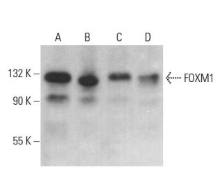 FOXM1 Antibody (E-10) - Western Blotting - Image 376964 