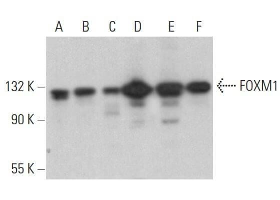 FOXM1抗体(G-5) | SCBT - Santa Cruz Biotechnology
