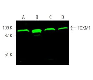 FOXM1抗体(G-5) | SCBT - Santa Cruz Biotechnology