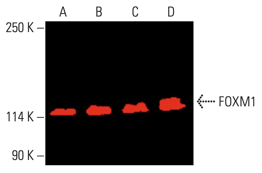 foxm1-antibody-g-5-western-
