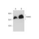 western blotting image from recommended FOXN1 (E-3) monoclonal antibody replacement. Image 131192