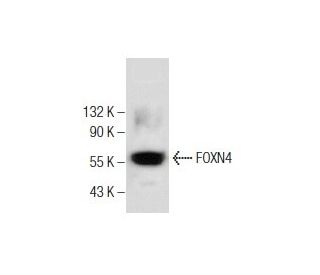 FOXN4 Antibody (G-1) - Western Blotting - Image 281821 