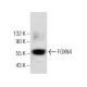 FOXN4 Antibody (G-1) - Western Blotting - Image 281821 