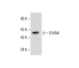 FOXN4 Antibody (H-2) - Western Blotting - Image 288595