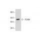 FOXN4 Antibody (H-2) - Western Blotting - Image 288595