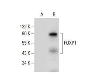FOXP1 Antibody (B-4) - Western Blotting - Image 309730 