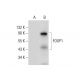 FOXP1 Antibody (B-4) - Western Blotting - Image 309730 