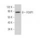 FOXP1 Antibody (B-4) - Western Blotting - Image 371239