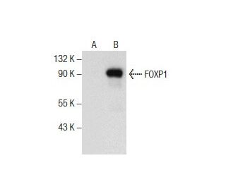 FOXP1 Antibody (G-9) - Western Blotting - Image 157672