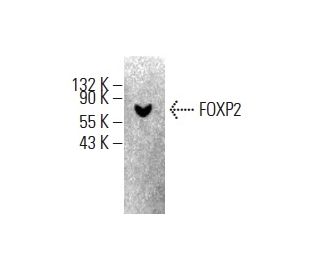 FOXP2 Antibody (A-10) - Western Blotting - Image 398900