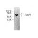 FOXP2 Antibody (A-10) - Western Blotting - Image 398900