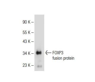 FOXP3 Antibody (6H3C5H3) - Western Blotting - Image 109662