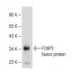 FOXP3 Antibody (6H3C5H3) - Western Blotting - Image 109662