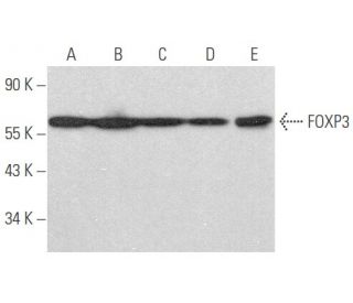 FOXP3 Antibody (F-9) - Western Blotting - Image 354135 