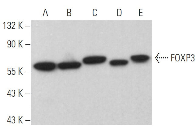 sabp様 FOXP3 Antibody (F-9) | SCBT - Santa Cruz Biotechnology