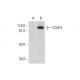 FOXP4 Antibody (D-8) - Western Blotting - Image 291011