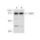 FOXP4 Antibody (D-8) - Western Blotting - Image 301284 