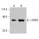 FOXP4 Antibody (D-8) - Western Blotting - Image 415178