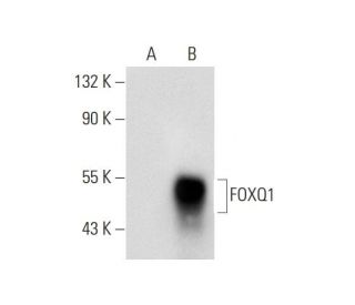 FOXQ1 Antibody (B-4) - Western Blotting - Image 70488 