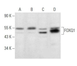 FOXQ1 Antibody (H-11) - Western Blotting - Image 358050 