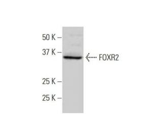 FOXR2 Antibody (2C1) - Western Blotting - Image 352230 
