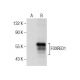FOXRED1 Antibody (D-4) - Western Blotting - Image 164554