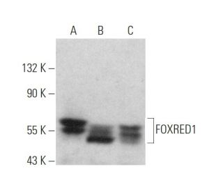 FOXRED1 Antibody (D-4) - Western Blotting - Image 372521 