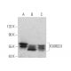 FOXRED1 Antibody (D-4) - Western Blotting - Image 372521 