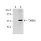 FOXRED1 Antibody (H-9) - Western Blotting - Image 282575