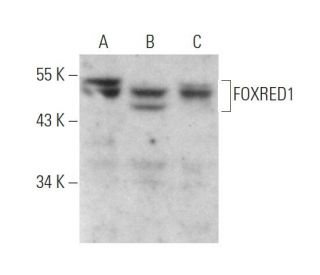 FOXRED1 Antibody (H-9) - Western Blotting - Image 372522 