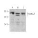 FOXRED1 Antibody (H-9) - Western Blotting - Image 372522 