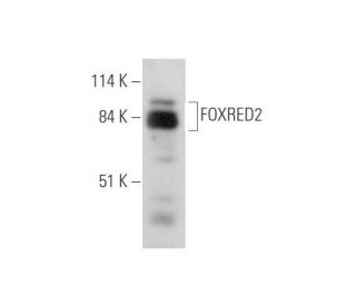FOXRED2 Antibody (B-10) - Western Blotting - Image 344600 