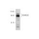 FOXRED2 Antibody (B-10) - Western Blotting - Image 344600 