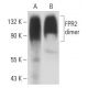 FPR2 Antibody (GM1D6) - Western Blotting - Image 18102