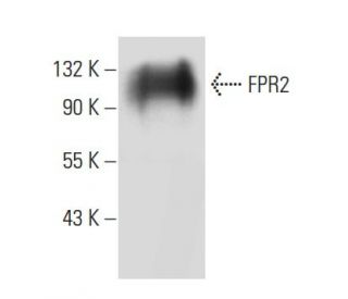 FPR2 Antibody (GM1D6) - Western Blotting - Image 35304 