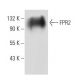FPR2 Antibody (GM1D6) - Western Blotting - Image 35304 