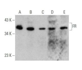 western blotting image from recommended FR (E-11) monoclonal antibody replacement. Image 355234