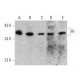 western blotting image from recommended FR (E-11) monoclonal antibody replacement. Image 355234