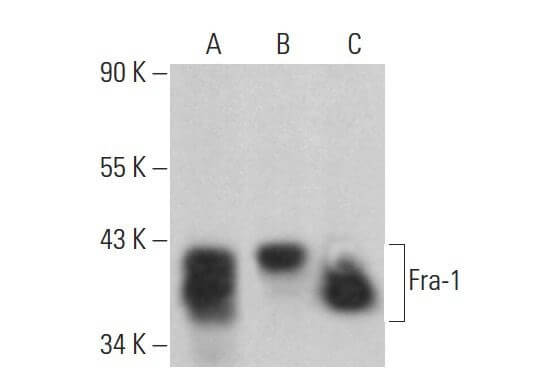 fra-1-antibody-d-3-western-