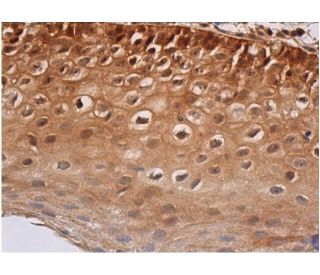Fra1 Antibody (F-8) - Immunohistochemistry - Image 353010 