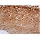 Fra1 Antibody (F-8) - Immunohistochemistry - Image 353010 