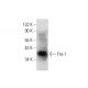 Fra1 Antibody (F-8) - Western Blotting - Image 135492 