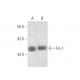 Fra1 Antibody (F-8) - Western Blotting - Image 351326