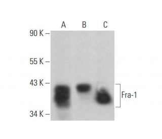 western blotting image from recommended Fra1 (D-3) monoclonal antibody replacement. Image 353177