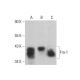 western blotting image from recommended Fra1 (D-3) monoclonal antibody replacement. Image 353177