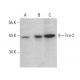 western blotting image from recommended Fra2 (G-5) monoclonal antibody replacement. Image 376172