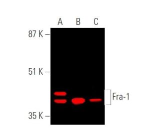 Fra1 Antibody (D-3) - Western Blotting - Image 374243