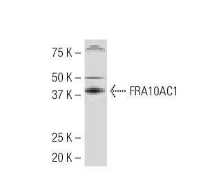 FRA10AC1 Antibody (732.1) - Western Blotting - Image 33505