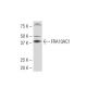 FRA10AC1 Antibody (732.1) - Western Blotting - Image 33505